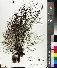 Hakea prostrata image