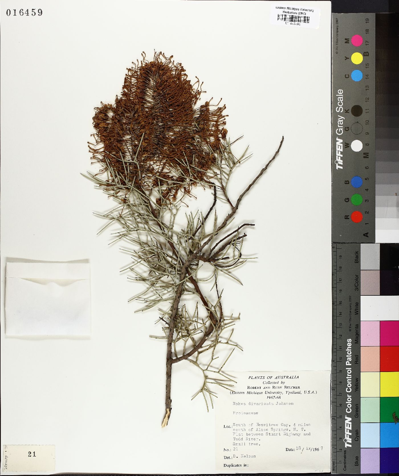 Hakea divaricata image