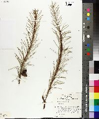 Hakea nodosa image