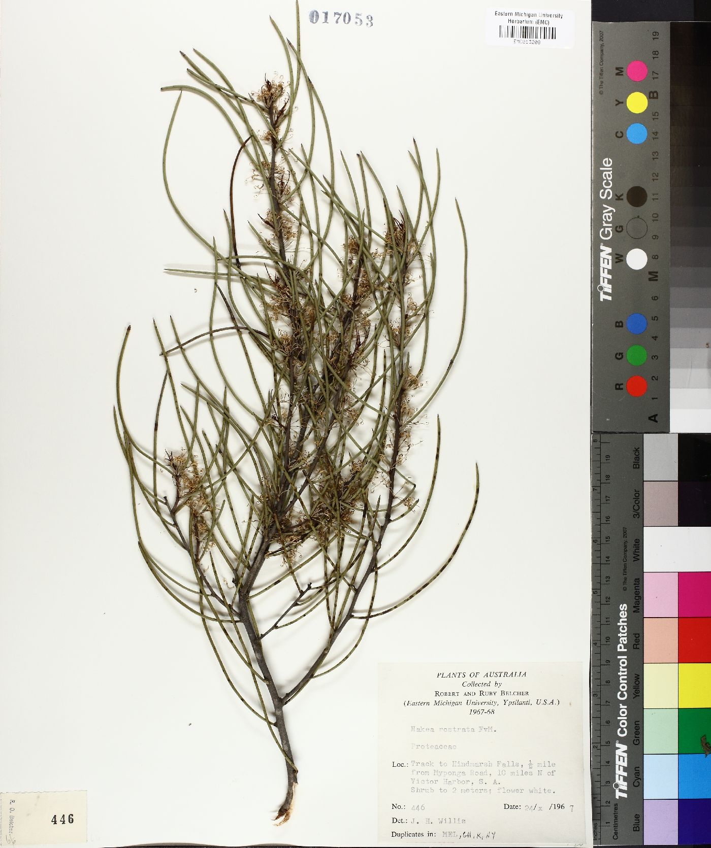 Hakea rostrata image