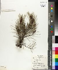 Hakea rugosa image