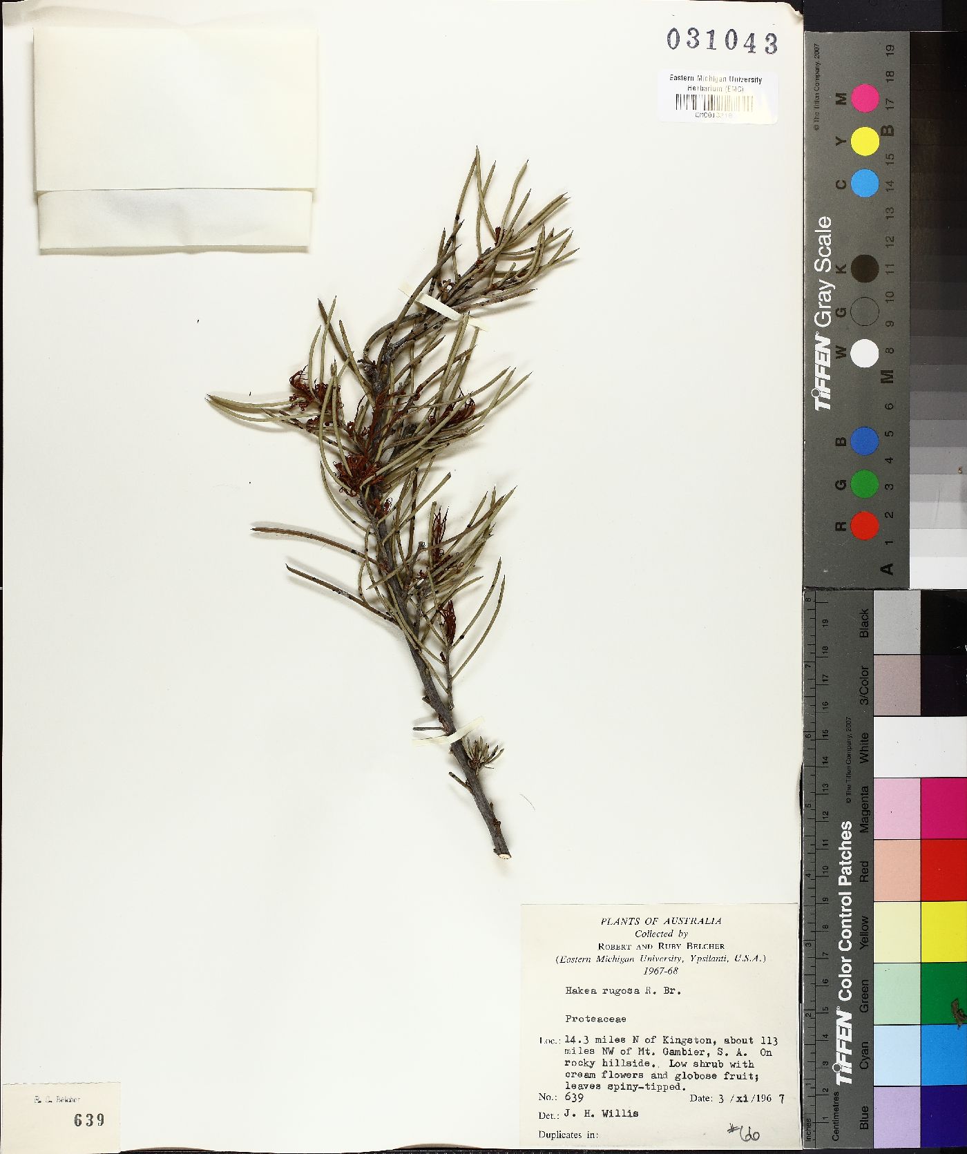 Hakea rugosa image