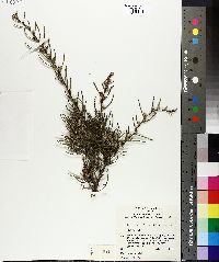 Hakea teretifolia image