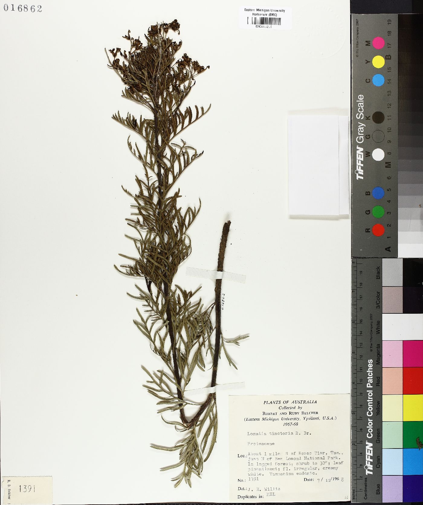 Lomatia tinctoria image