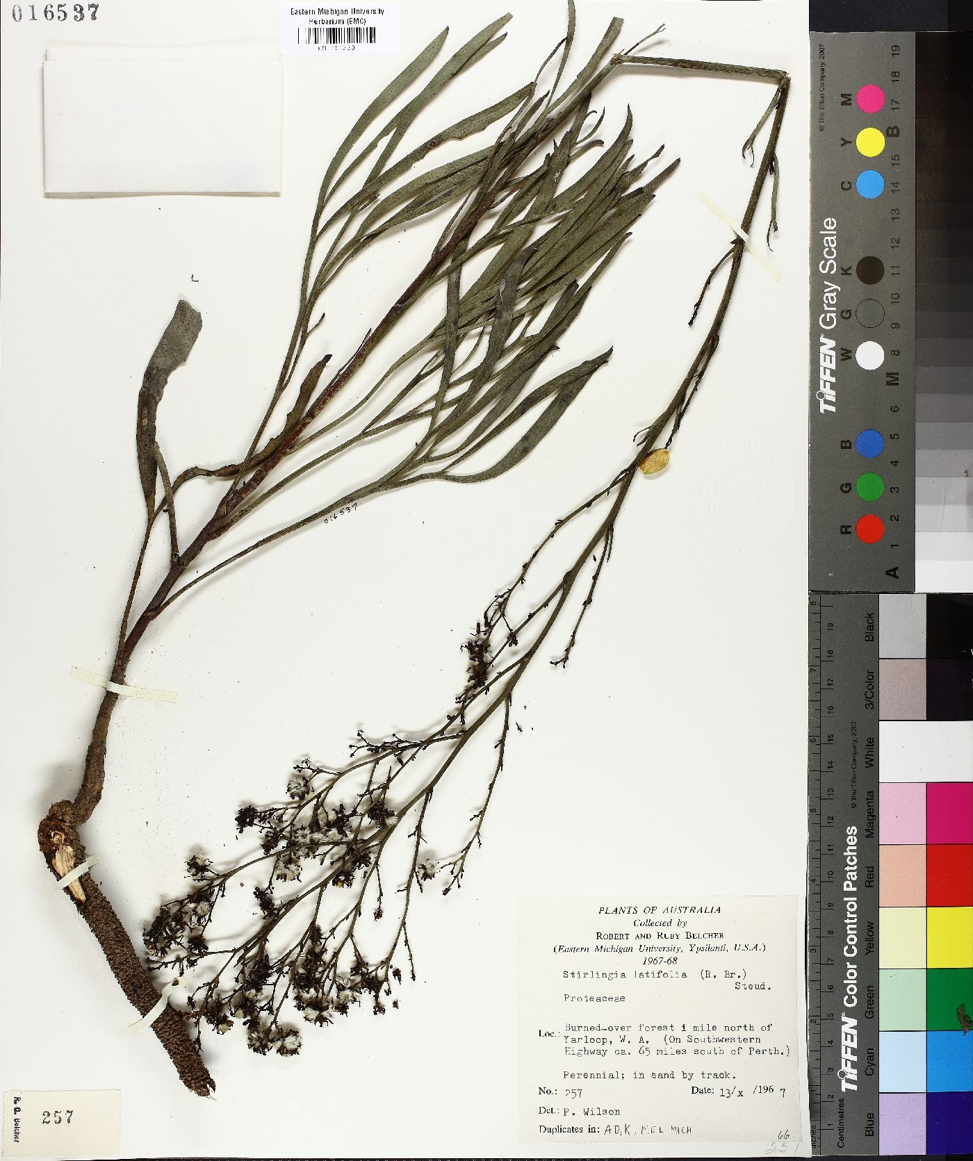 Stirlingia latifolia image
