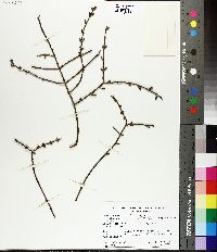 Phoradendron californicum image