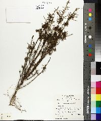 Image of Leptomeria cunninghamii