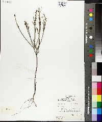 Image of Leptomeria scrobiculata