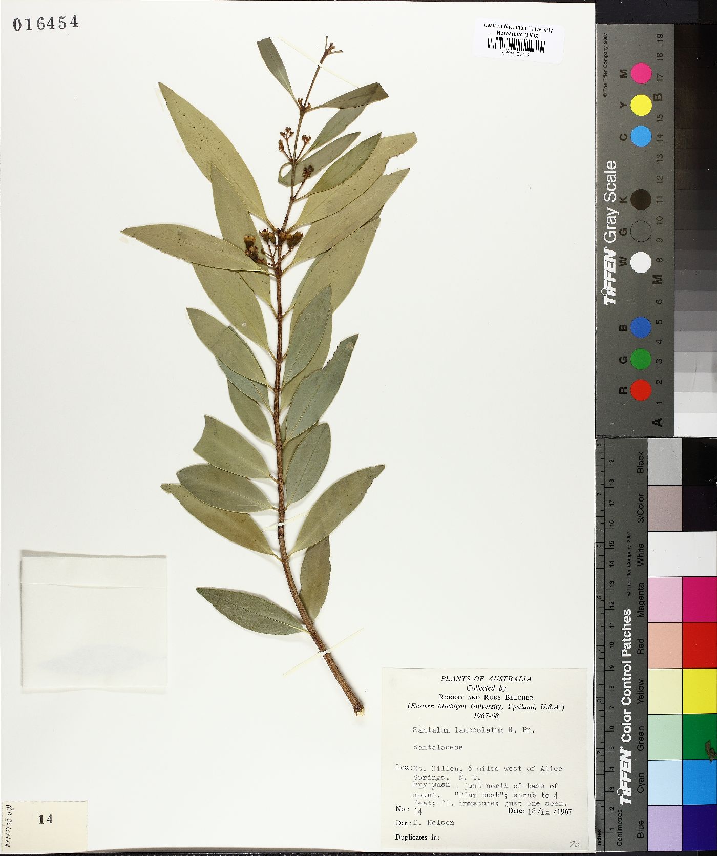 Santalum lanceolatum image