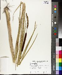 Typha angustifolia image