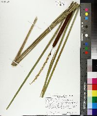 Typha angustifolia image