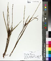 Sparganium angustifolium image