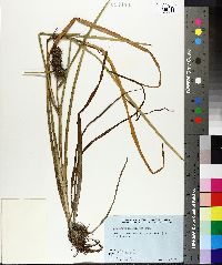 Sparganium angustifolium image