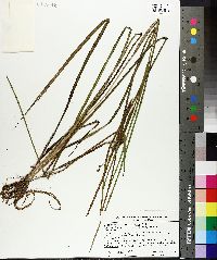 Sparganium angustifolium image