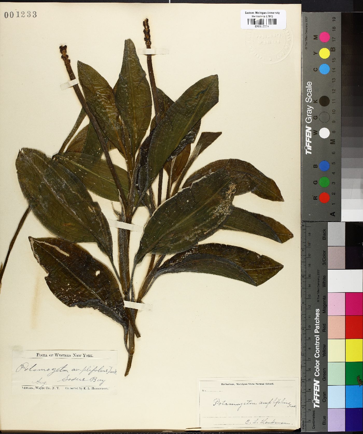 Potamogeton amplexicaulis image