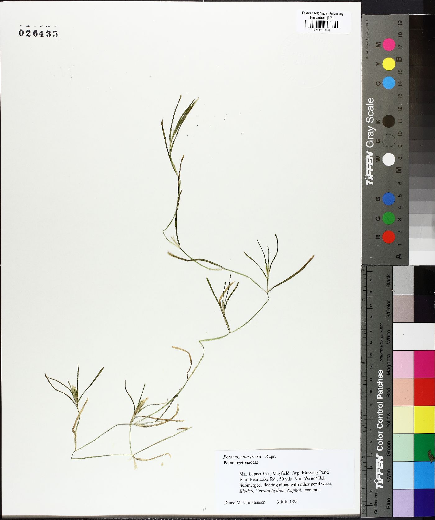 Potamogeton friesii image