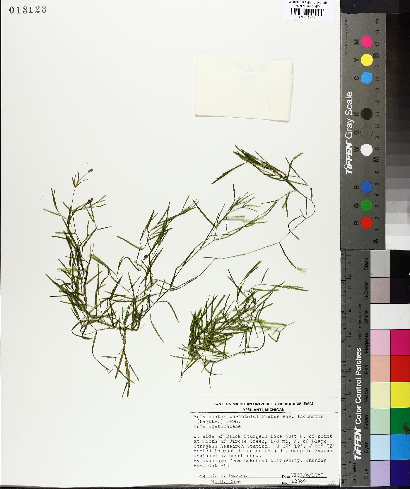 Potamogeton berchtoldii image