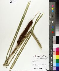 Typha angustifolia image