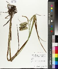 Carex comosa image