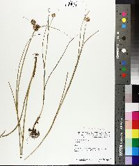 Juncus nodosus image