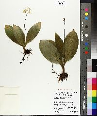 Clintonia borealis image