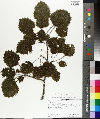 Populus grandidentata image