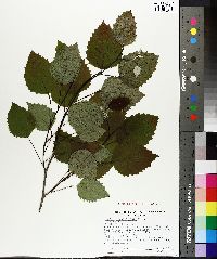 Populus grandidentata image