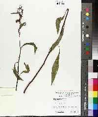 Rumex verticillatus image