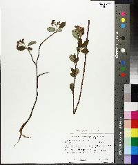 Aronia melanocarpa image