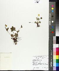 Potentilla canadensis image