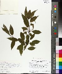 Prunus pensylvanica image