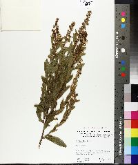 Spiraea alba image