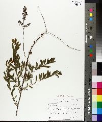 Spiraea alba image