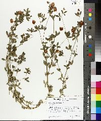 Trifolium aureum image