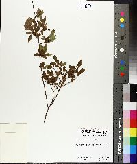 Vaccinium angustifolium image