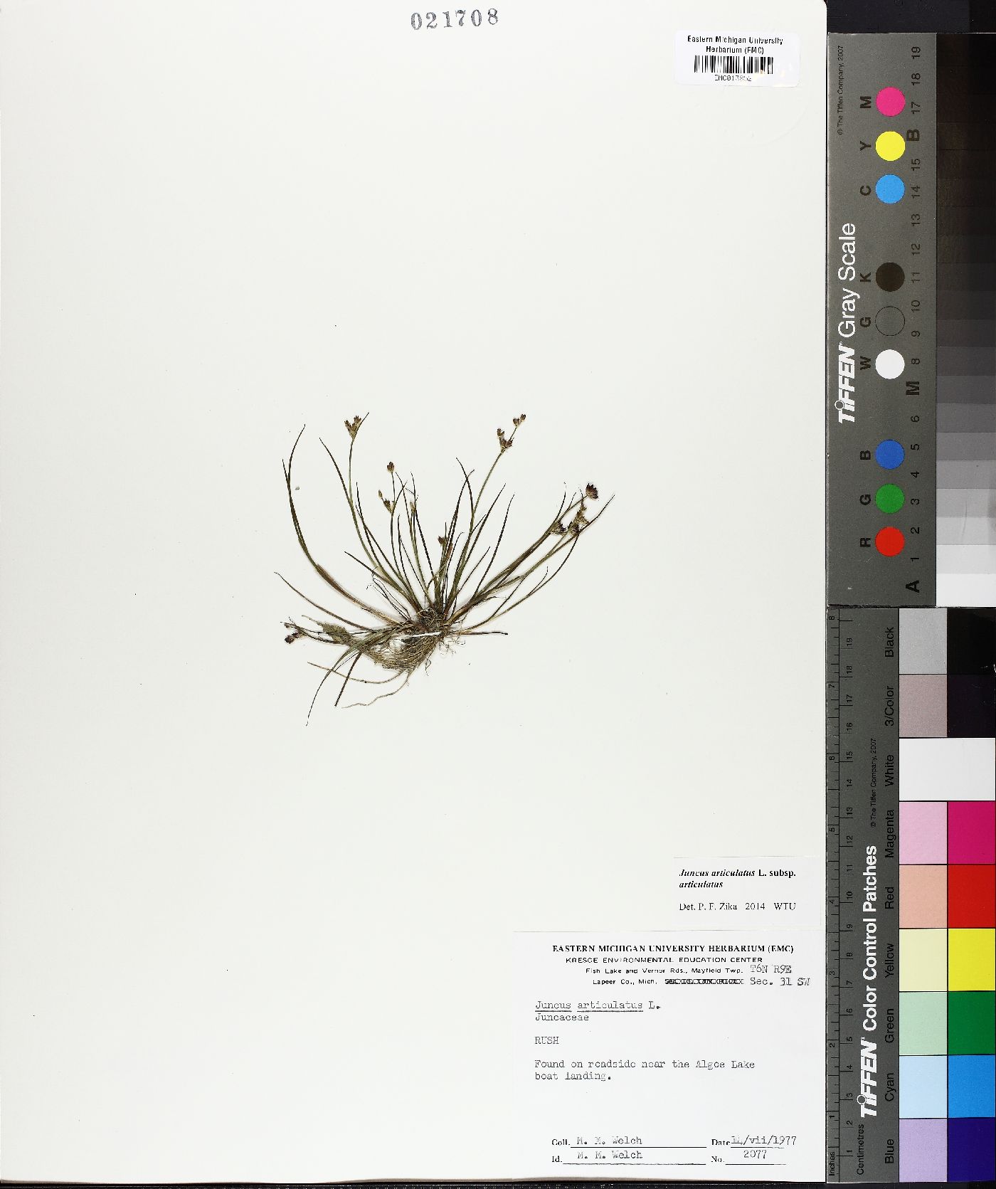 Juncus articulatus subsp. articulatus image