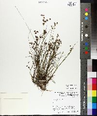 Juncus articulatus image