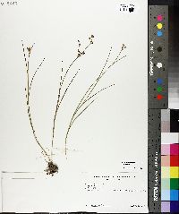 Juncus articulatus image