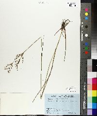 Juncus brachycephalus image