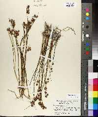 Juncus nodosus image