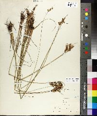 Juncus brachyphyllus image