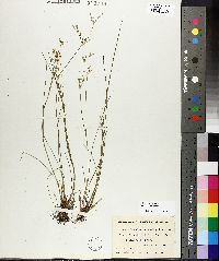 Juncus brevicaudatus image