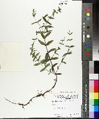 Scutellaria galericulata image