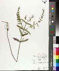 Scutellaria galericulata image