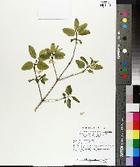 Lonicera canadensis image