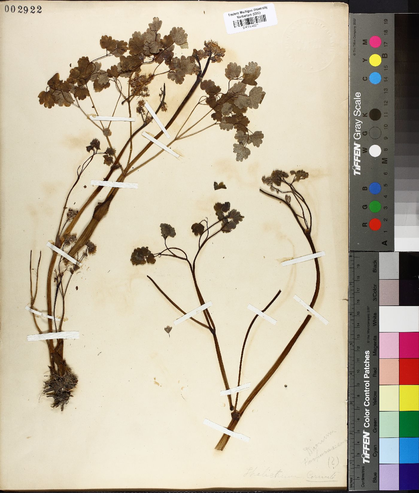 Thalictrum cornuti image