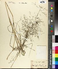 Image of Eragrostis deflexa