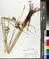 Juncus pylaei image