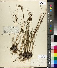 Juncus gerardii image