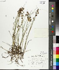 Juncus nodosus image